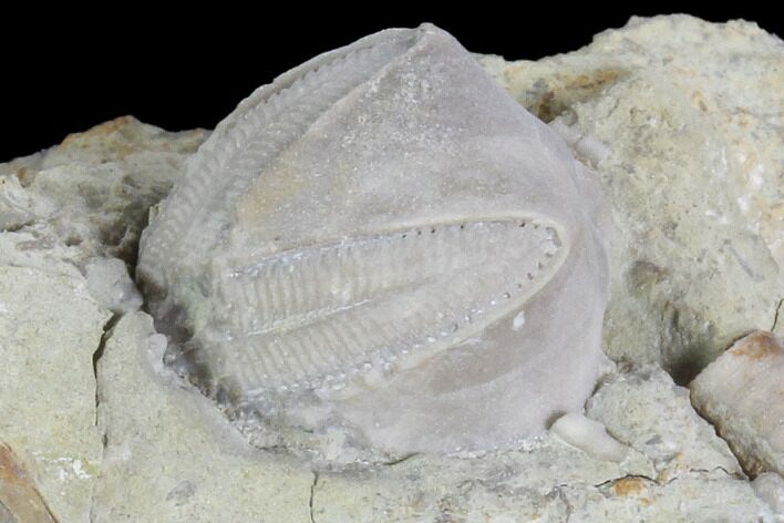 Blastoid (Pentremites) Fossil - Illinois #102263